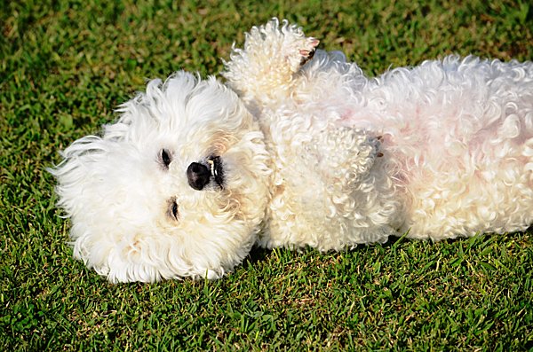 芝生の上にひっくり返ってゴロゴロ そんな愛犬の姿に要注意 もしかしたらアレルギーかも Tenki Jpサプリ 15年05月30日 日本気象協会 Tenki Jp