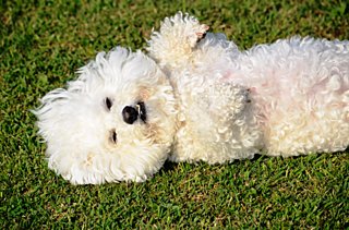 芝生の上にひっくり返ってゴロゴロ。そんな愛犬の姿に要注意。もしかしたらアレルギーかも⁉