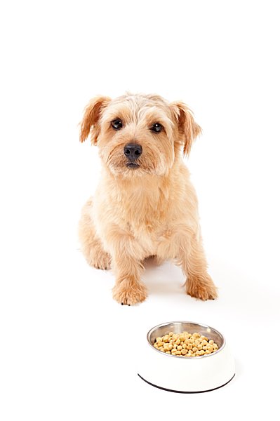 芝生の上にひっくり返ってゴロゴロ そんな愛犬の姿に要注意 もしかしたらアレルギーかも Tenki Jpサプリ 15年05月30日 日本気象協会 Tenki Jp