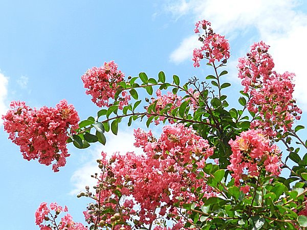 百日紅 さるすべり 夏の終わりに ぜんぶ見てきた優しい花とふれあいませんか Tenki Jpサプリ 2015年08月30日 日本気象協会 Tenki Jp