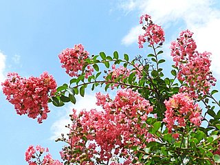 百日紅(さるすべり）。夏の終わりに、ぜんぶ見てきた優しい花とふれあいませんか