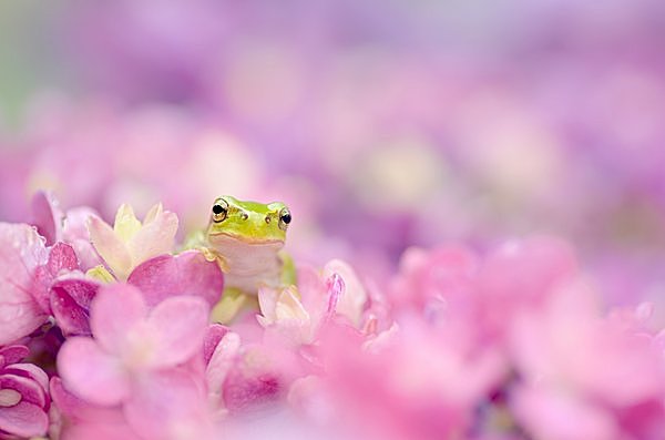 今年の「入梅」は６月11日！「梅雨入り」とは違うのでしょうか？