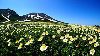 大雪山の登山道が荒れている…。原因は最近の大雨。去年の台風が追い討ちをかけた。