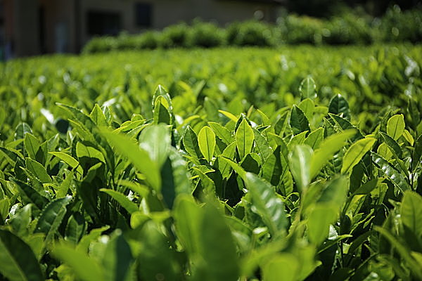 完全自然栽培の茶畑で 一年を通して茶摘みと製茶を楽しもう Tenki Jpサプリ 15年06月13日 日本気象協会 Tenki Jp