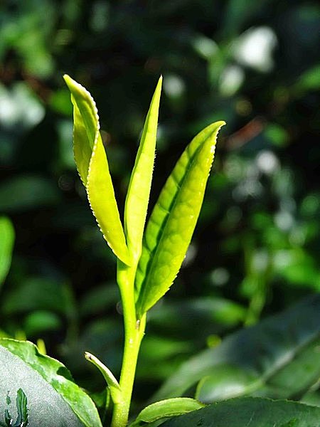 一芯二葉（「夢見る茶畑」facebookページより