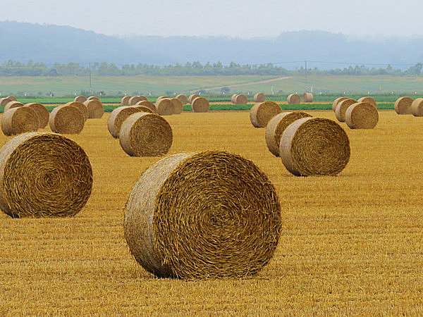 小麦を収穫した後の「麦わらロール」。酪農家が牛の寝床に利用する。8月中旬の十勝の風景。