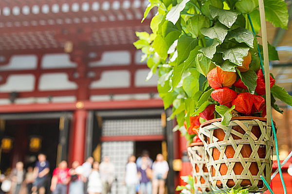 4万6000日分のご利益が ７月９日 １０日は江戸下町の夏の風物詩 浅草浅草寺 ほおずき市 Tenki Jpサプリ 15年07月09日 日本気象協会 Tenki Jp