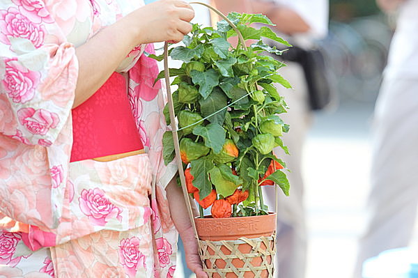 ほおずき市へはぜひ浴衣姿で…