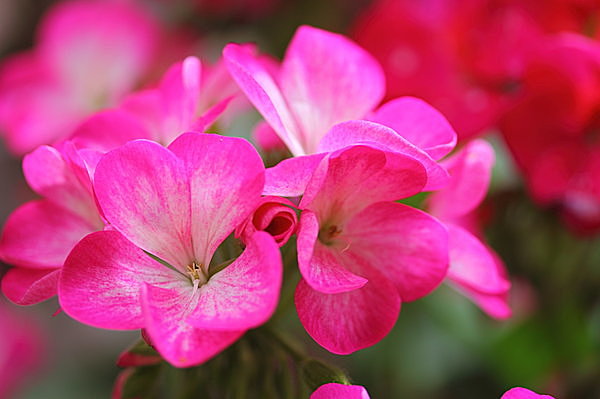 窓辺に ゼラニウム を飾って 虫よけ 花のいい香りは 虫にとってはイヤな匂い Tenki Jpサプリ 15年07月21日 日本気象協会 Tenki Jp