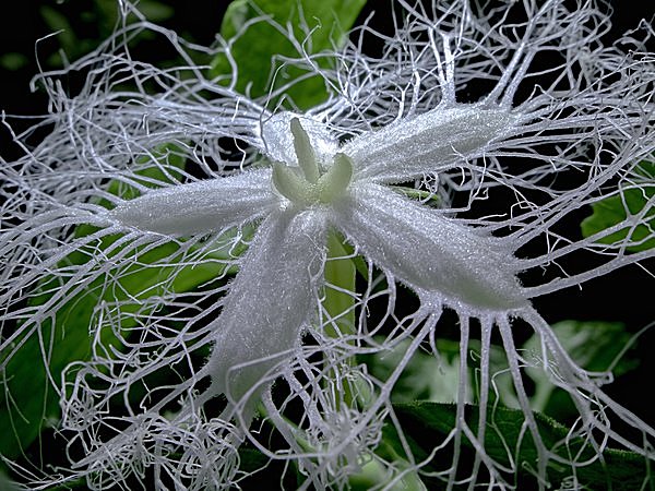 天花粉（てんかふん）はお風呂あがりの匂い、夏の粉雪がつくる白い肌の匂い。