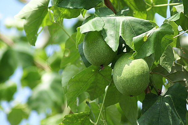 未熟な実は汁の材料にも