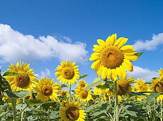 意外と知らない⁉　成長期のひまわり、成熟期のひまわりそれぞれの、太陽との不思議な関係！