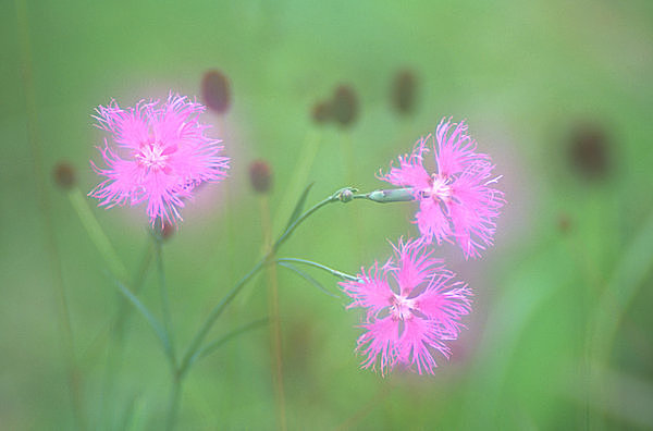 花の歳時記 古くは 常夏 とこなつ と呼ばれた可憐な花 なでしこ 季節 暮らしの話題 15年07月27日 日本気象協会 Tenki Jp