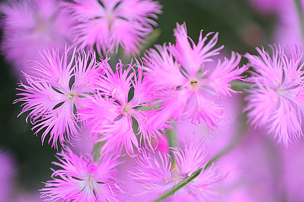 èŠ±ã®æ­³æ™‚è¨˜ å¤ãã¯ å¸¸å¤ ã¨ã