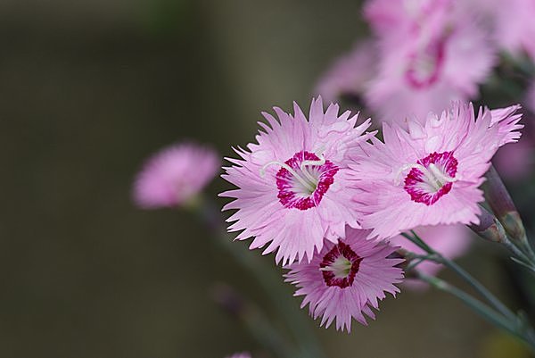 ≪花の歳時記≫古くは「常夏(とこなつ)」と呼ばれた可憐な花「なでしこ ...