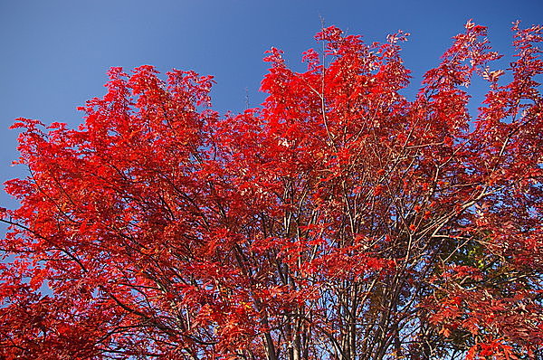 北海道の街路樹 ナナカマド 冬でも赤いままの実は 鳥たちの大切なごちそう Tenki Jpサプリ 15年10月12日 日本気象協会 Tenki Jp