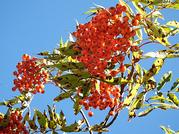 北海道の街路樹 ナナカマド 冬でも赤いままの実は 鳥たちの大切なごちそう 季節 暮らしの話題 15年10月12日 日本気象協会 Tenki Jp