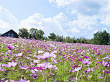 「秋桜」 と書いて 「コスモス」。北海道の広～い公園で “コスモス・フェスタ” 開催 !!