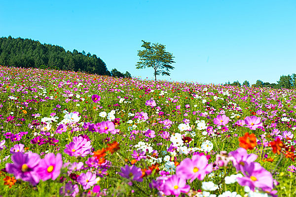 秋桜 と書いて コスモス 北海道の広 い公園で コスモス