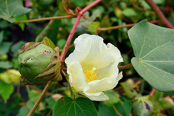 七十二候 綿柎開 わたのはなしべひらく 綿花は花ではなく 季節 暮らしの話題 15年08月25日 日本気象協会 Tenki Jp