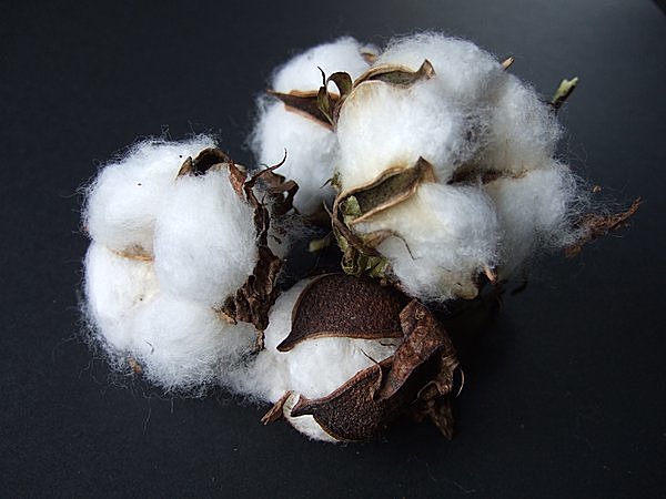 七十二候 綿柎開 わたのはなしべひらく 綿花は花ではなく Tenki Jpサプリ 15年08月25日 日本気象協会 Tenki Jp