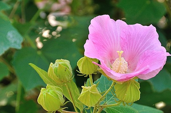 残暑も影を見せ始め…二十四節気「処暑（しょしょ）」