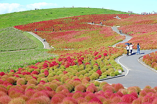コロンとモコモコ丸くてかわいい 丘を真っ赤に染めるコキアの紅葉まもなくクライマックス Tenki Jpサプリ 15年10月11日 日本気象協会 Tenki Jp