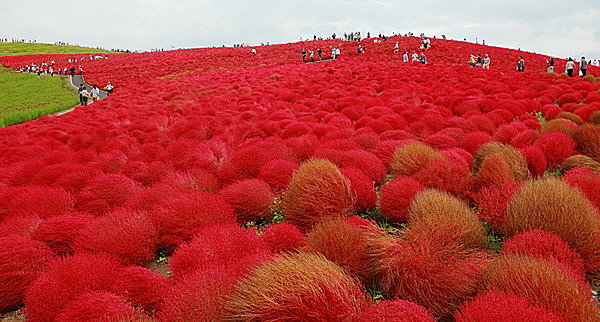 コロンとモコモコ丸くてかわいい 丘を真っ赤に染めるコキアの紅葉まもなくクライマックス Tenki Jpサプリ 15年10月11日 日本気象協会 Tenki Jp