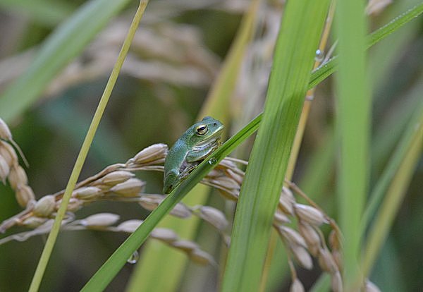 七十二候『蟄虫坏戸（むしかくれてとをふさぐ）』。サナギの内部はドロドロ！ 戸の中でいったい何が？