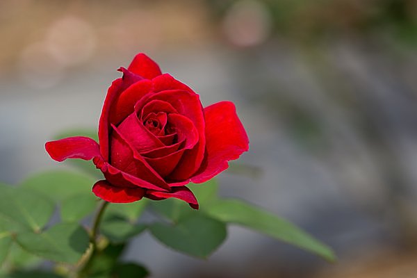 秋のバラは香りが濃厚 連休には各地でバラフェスタ開催 絶世の美女は 薔薇マニア 季節 暮らしの話題 15年10月09日 日本気象協会 Tenki Jp