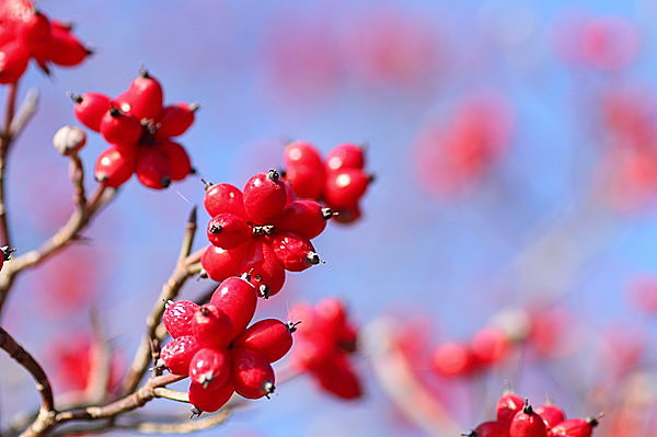 南天 ハナミズキ クコ それぞれに 物語 がある 身近な赤い実たち 季節 暮らしの話題 16年10月18日 日本気象協会 Tenki Jp