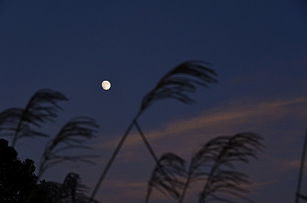 今宵25日は十三夜 別名 栗名月 一年で2番目に美しい月 十三夜にみる日本人の精神性とは Tenki Jpサプリ 15年10月25日 日本気象協会 Tenki Jp