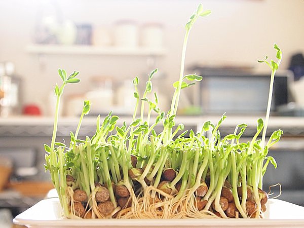 豆苗の根っこから、もう一回分が！