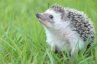 ハリネズミやモモンガ、フクロウにカワウソ！キュートでディープなエキゾチックアニマルの世界