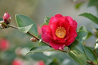七十二候「山茶始開(つばきはじめてひらく)」。ツバキと呼ぶのは、たきびの道の