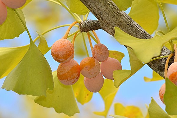 黄葉見物に銀杏拾い 秋は謎の古代樹 イチョウを満喫しよう Tenki Jpサプリ 15年11月09日 日本気象協会 Tenki Jp
