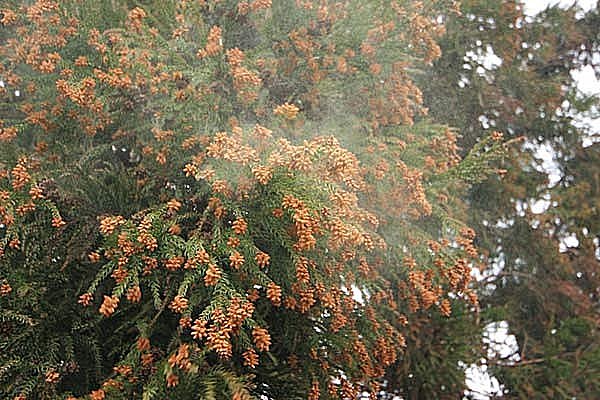 スギ花粉の飛散イメージ