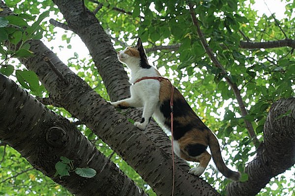 ブームの兆しあり!? 季節を感じるネコ散歩の極意_画像