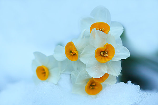 七十二候 金盞香 きんせんかさく 雪の中でも香り高く咲く花 水仙が咲き始めるころ Tenki Jpサプリ 15年11月21日 日本気象協会 Tenki Jp