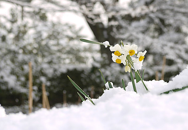 別名「雪中花」。菊と梅の合間の冬を、気高く楚々と香り高く彩る花・水仙