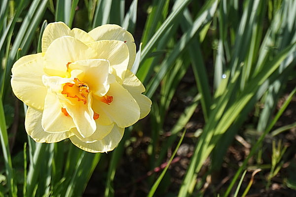 水仙の学名は「Narcissus（ナルキッソス）」。原産地は遥か地中海沿岸