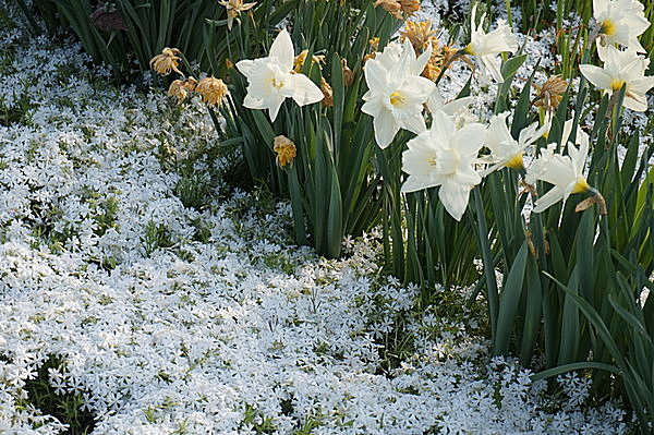 七十二候≪金盞香～きんせんかさく～≫雪の中でも香り高く咲く花、水仙が咲き始めるころ_画像