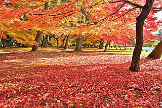 七十二候「朔風払葉(きたかぜこのはをはらう)」。姿を見せろと北風が言う