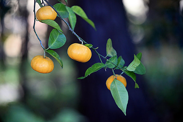 「橘（たちばな）」は、食用柑橘類の総称でもあり、不老長寿の象徴「常世草（とこよぐさ）」でもあり