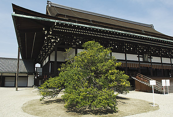 京都御所にもある橘の木。「左近桜」と対で植えられ、その名は「右近橘」