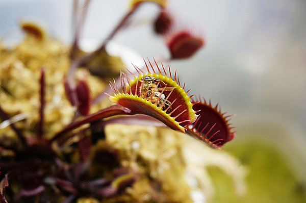 食虫植物の世界 : 虫を食べる不思議な生き物たち - 絵本