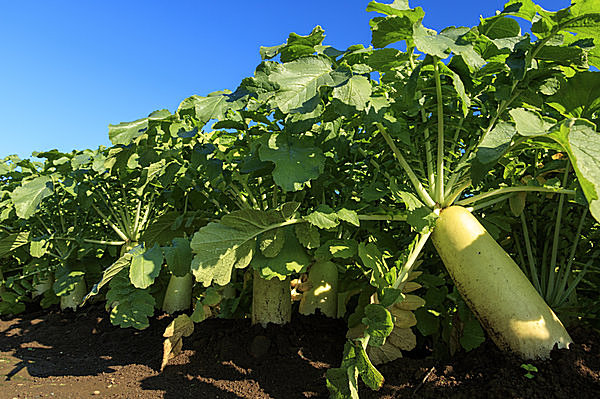 旬を迎え寒さとともに甘さをます野菜、日本人が大好きな「大根」がおいしい季節です！