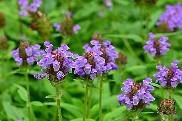 ウツボグサの花