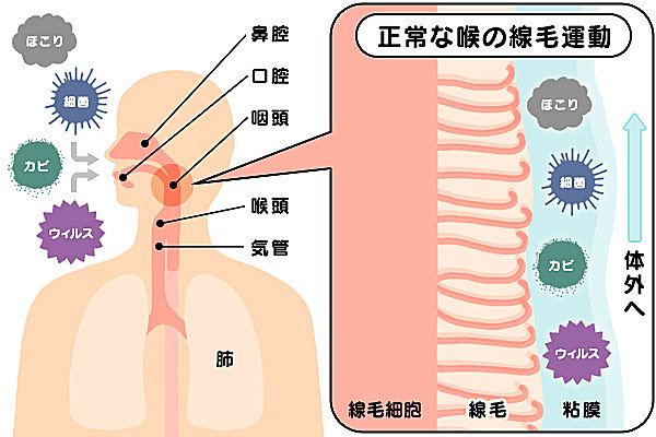 細菌やウイルスを体外へ排出してくれる線毛