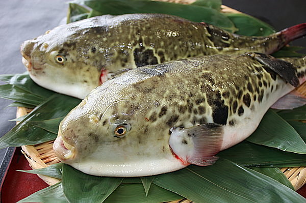 毒 部位 トラフグ ”有毒部位”のため流通が禁止されているフグの肝臓を刺身で食べてみた